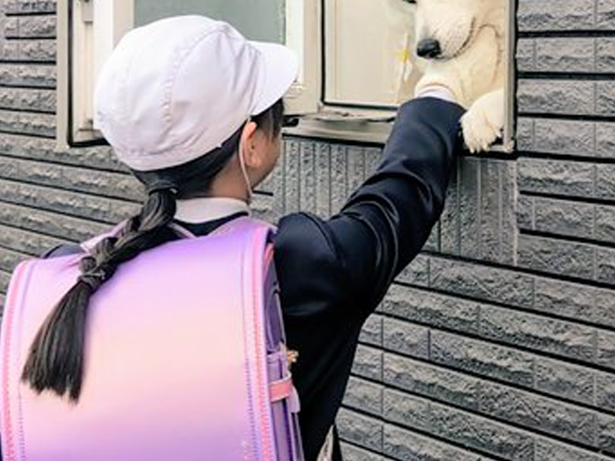 秋田犬と小学生の写真