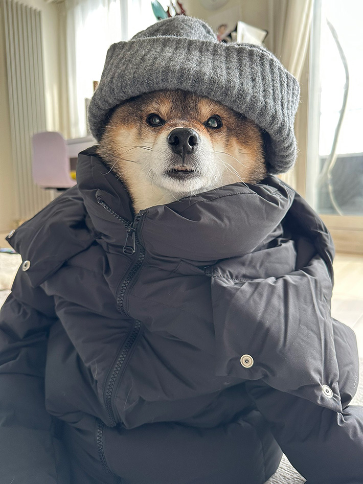 柴犬の写真