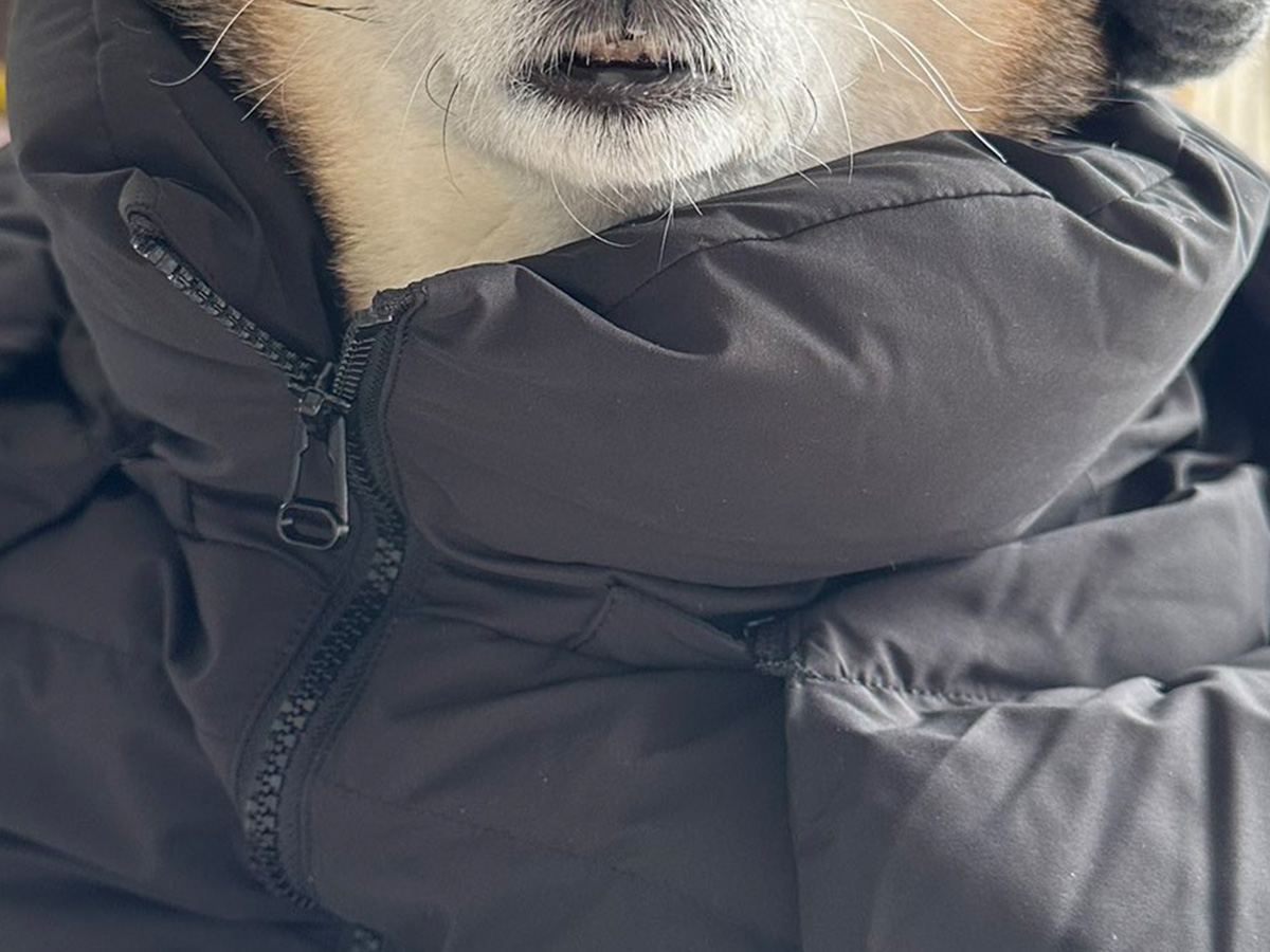 柴犬の写真