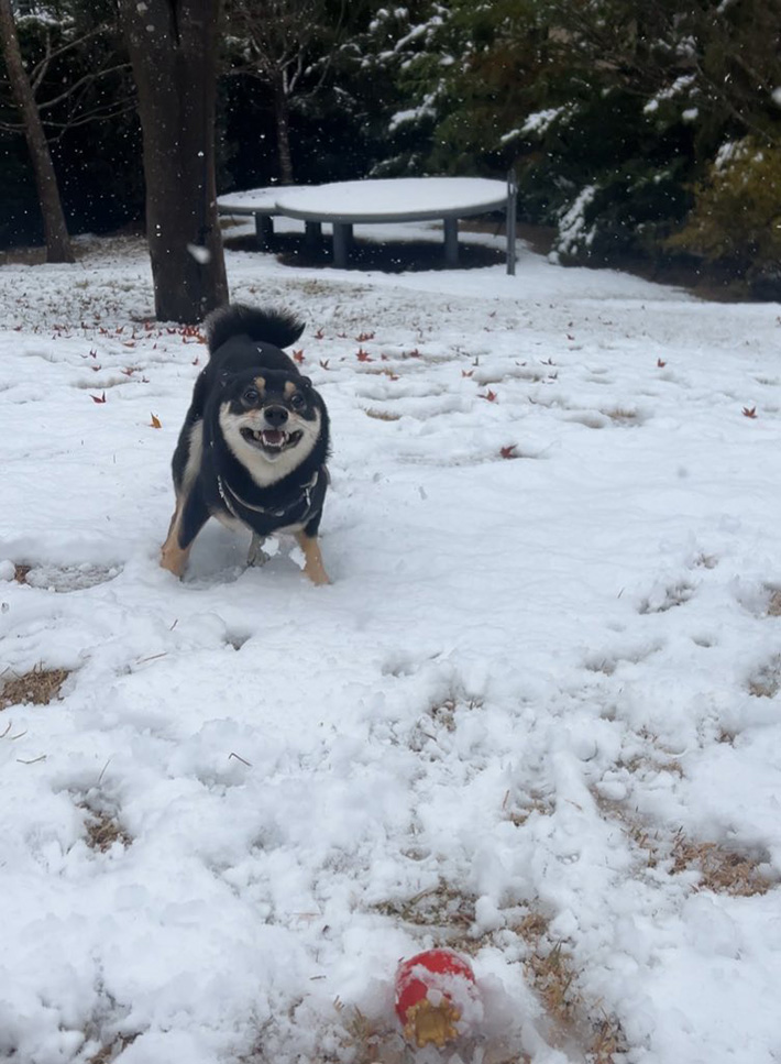 柴犬の写真