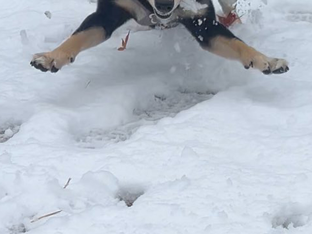 柴犬の写真