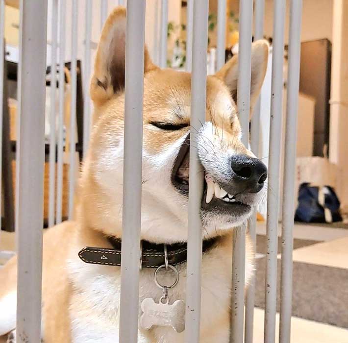 柴犬の写真