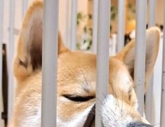 飼い主「ちょっと食い込みすぎじゃない？」　犬の表情に「声出して笑った」「歯磨きのチャンス！」