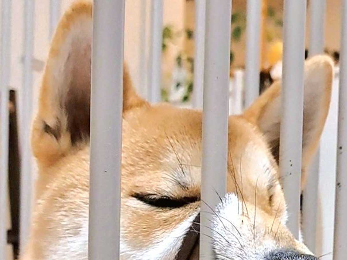 柴犬の写真