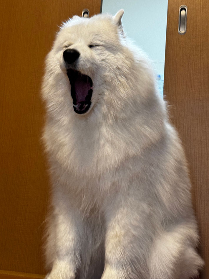 @Samoyed_ELLEさんが撮影した、愛犬の写真