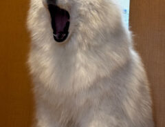 @Samoyed_ELLEさんが撮影した、愛犬の写真