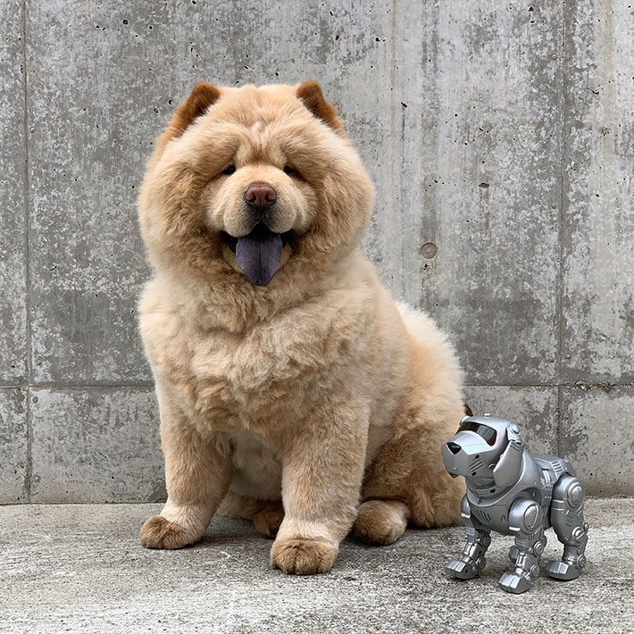 飼い主さんが撮影した、愛犬の写真