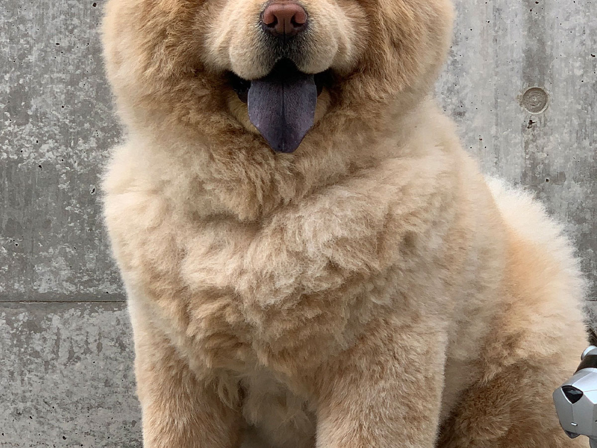 飼い主さんが撮影した、愛犬の写真