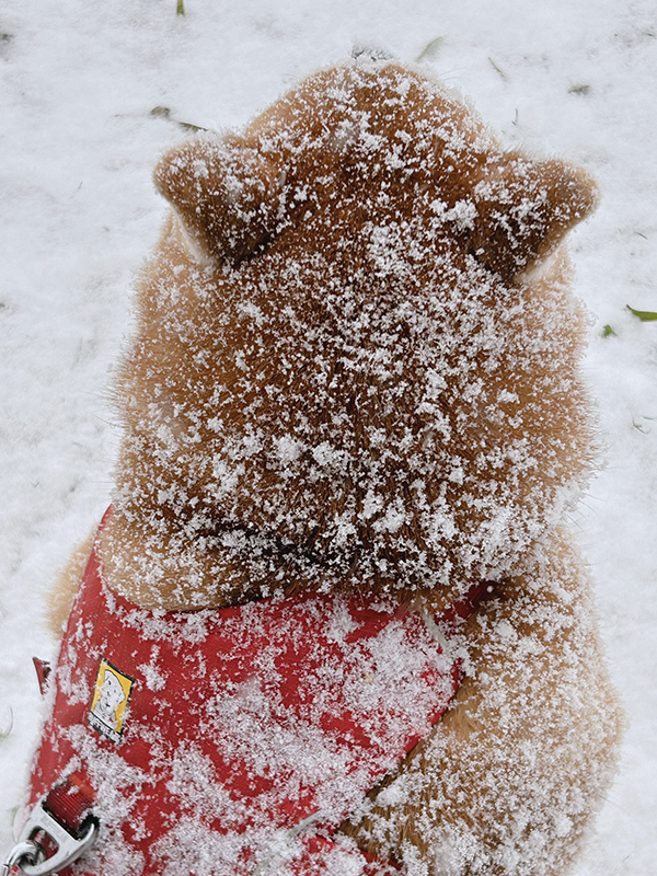 雪がのった柴犬