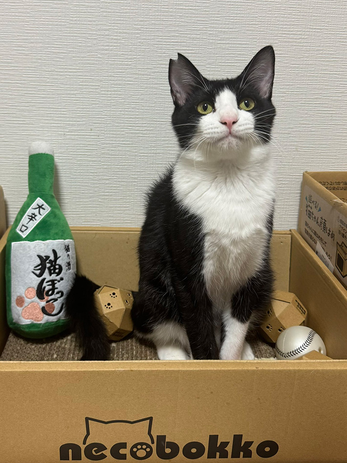 猫の写真