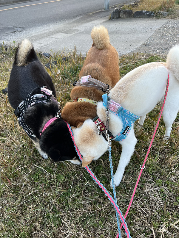 ３匹の柴犬の写真