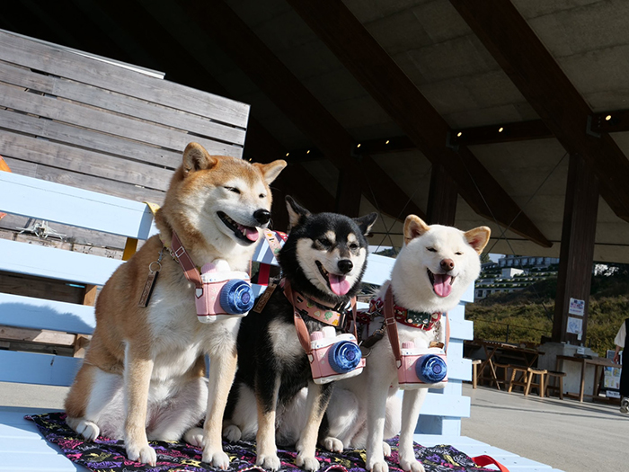 ３匹の柴犬の写真