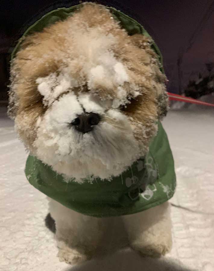 雪まみれの犬