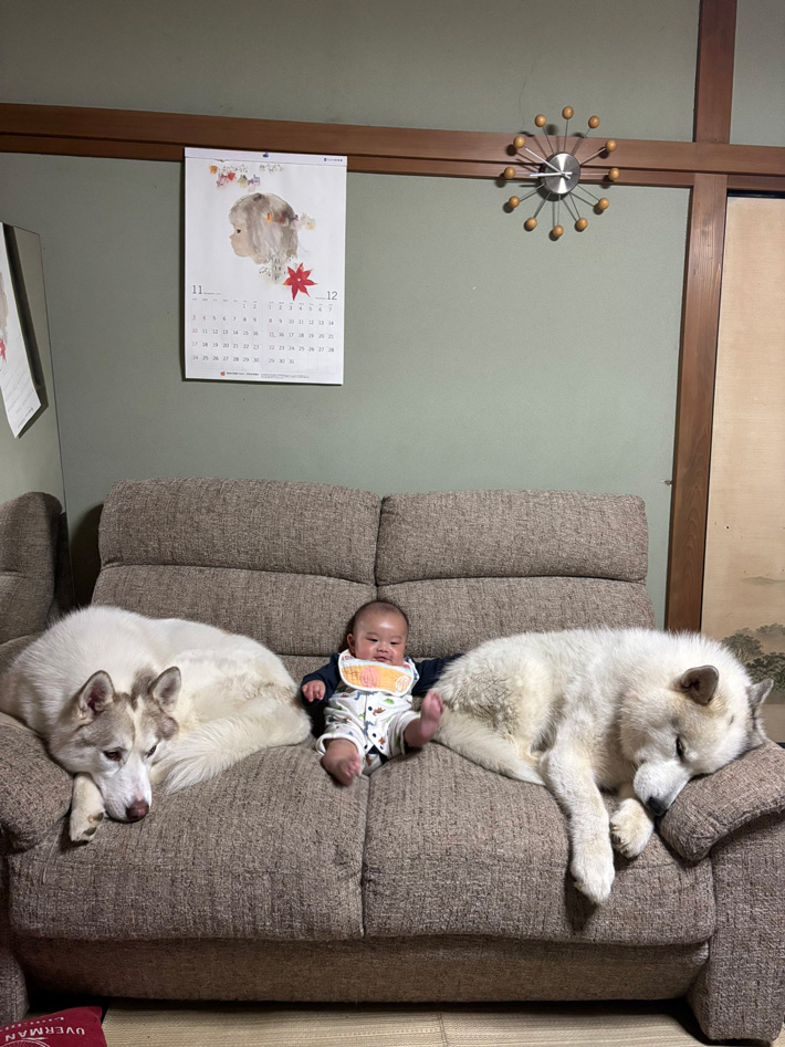 犬と赤ちゃんの写真