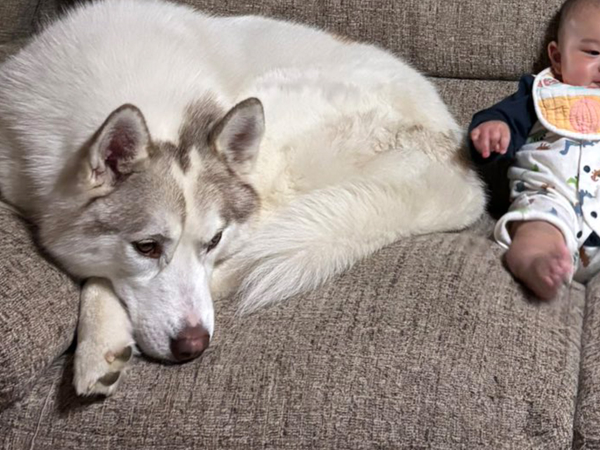 犬と赤ちゃんの写真