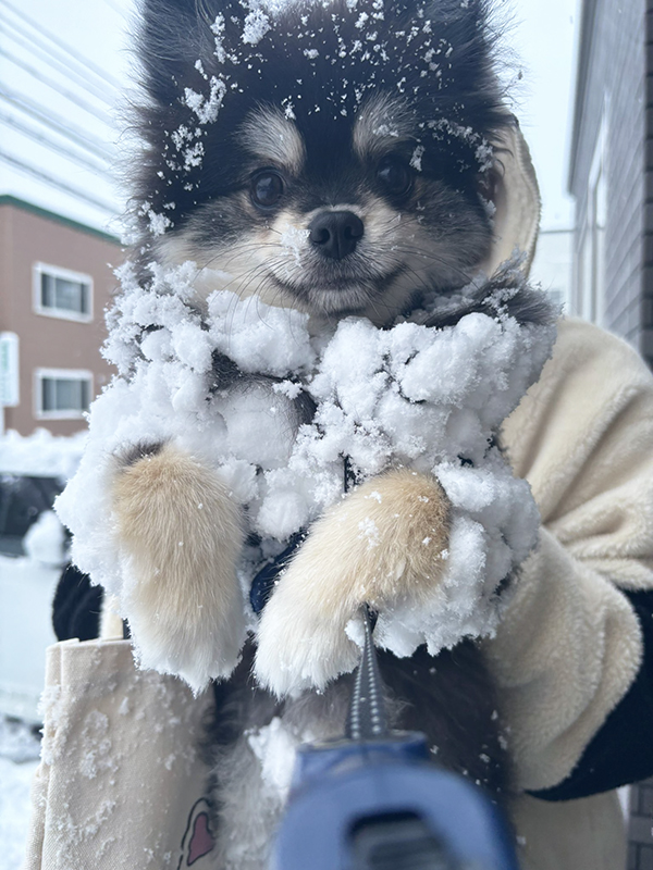 雪まみれのポメラニアンの写真