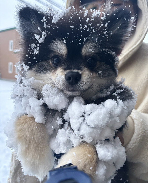 雪まみれのポメラニアンの写真