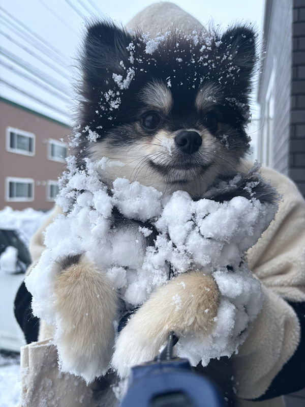 雪まみれのポメラニアンの写真