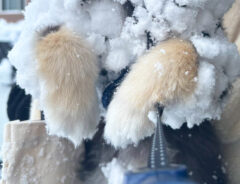 はしゃぎすぎたポメ　雪で遊んだ結果？「どうしてそうなった」「吹いた」