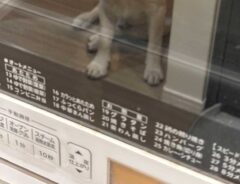 電子レンジに映る犬