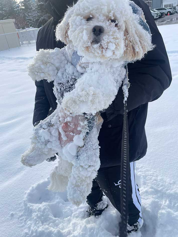 犬の写真