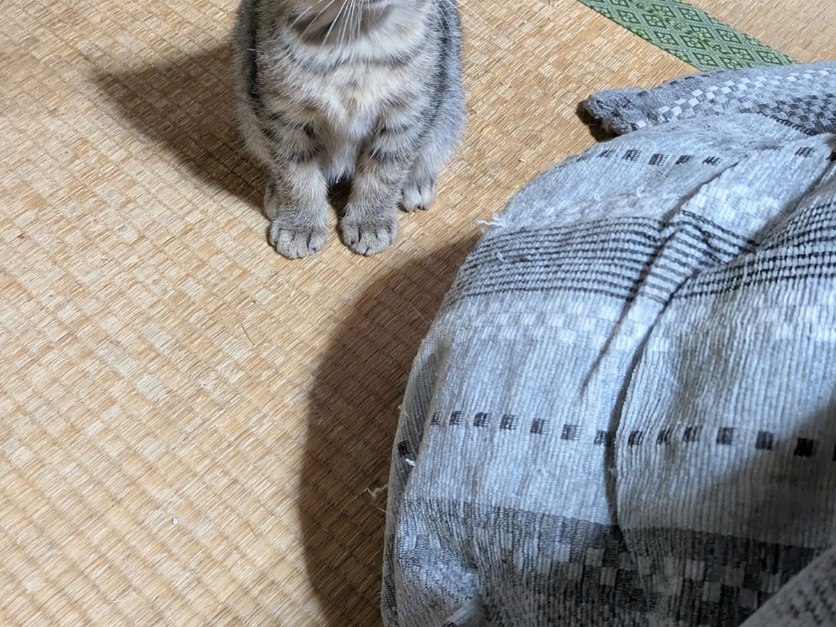 猫の写真