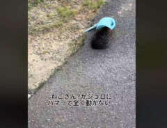 猫救助動画の画像