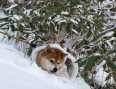 柴犬の画像