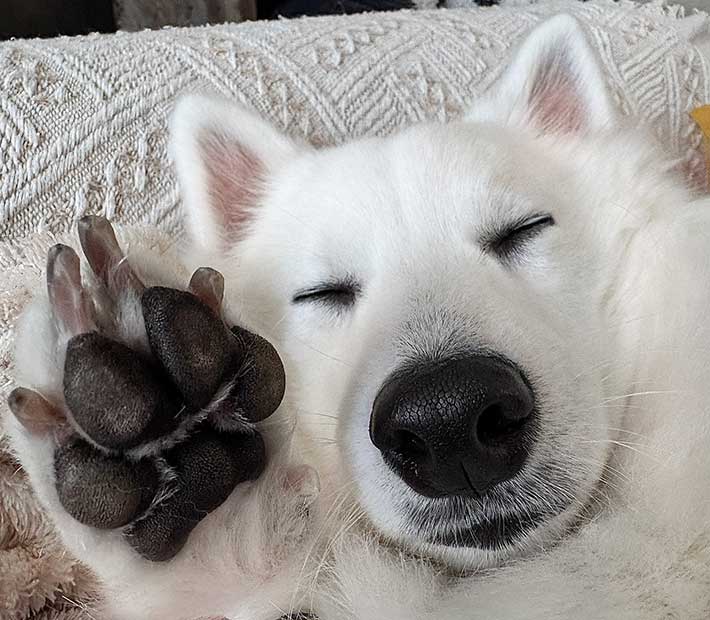 犬の写真