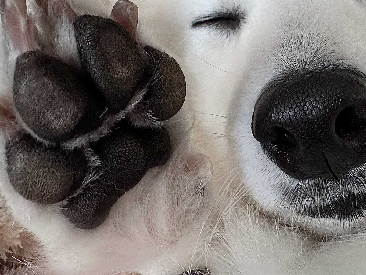 犬の写真