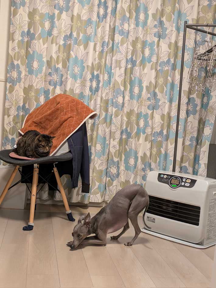 犬と猫の写真