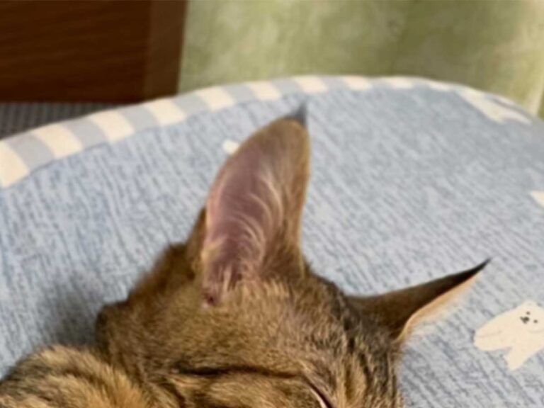 飼い主「2か月前まで野良猫でしたよね？」 保護猫の驚きの姿がこちら