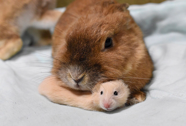 飼い主（@sanbiki4123）さんが投稿した、ウサギのジジちゃんと、ハムスターのるいずちゃん