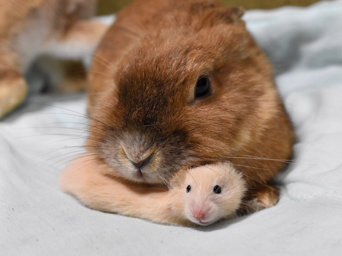 飼い主（@sanbiki4123）さんが投稿した、ウサギのジジちゃんと、ハムスターのるいずちゃん