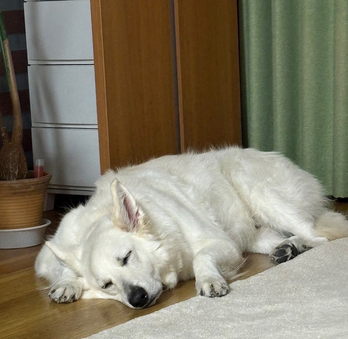 犬の写真