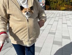 犬と飼い主の画像