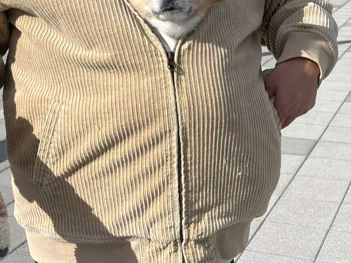 犬と飼い主の画像