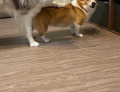 犬の写真