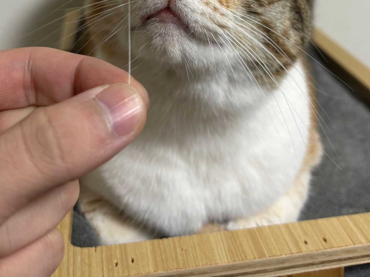 猫の写真