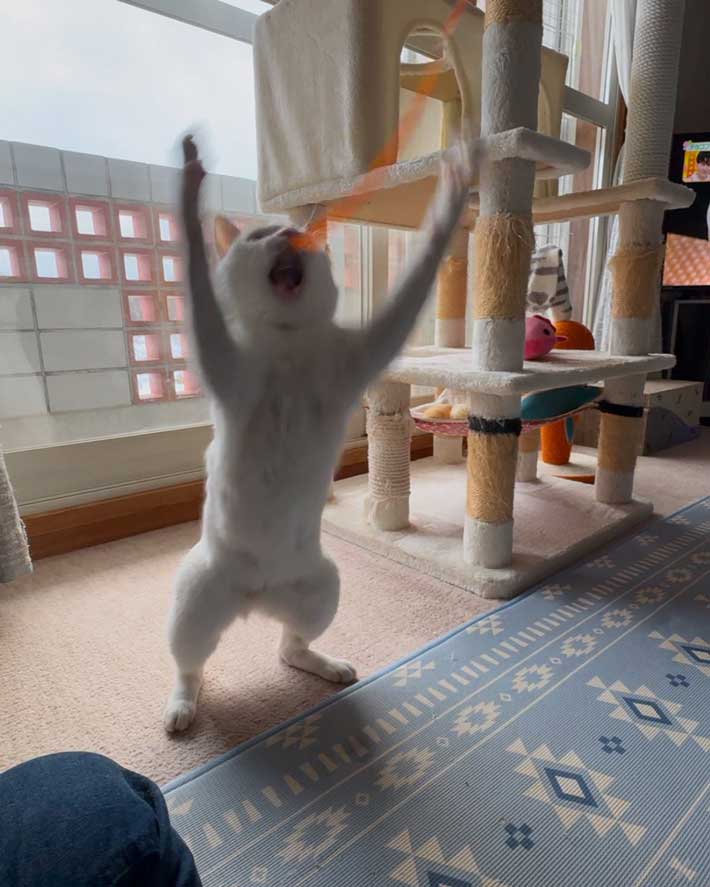 猫の写真