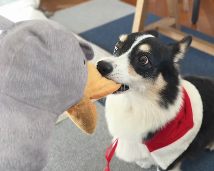 犬の写真