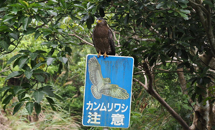 @rda2015jpさんが投稿した、「カンムリワシ注意」の標識の写真