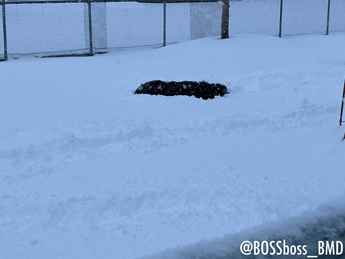 犬の写真