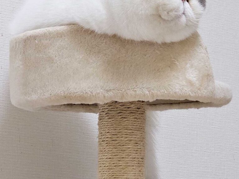 ねこ鏡餅 一体型　白猫みかん お得】 ネコの鏡餅（C）オーブン陶芸 置き物 みかん付 ネコ餅 白
