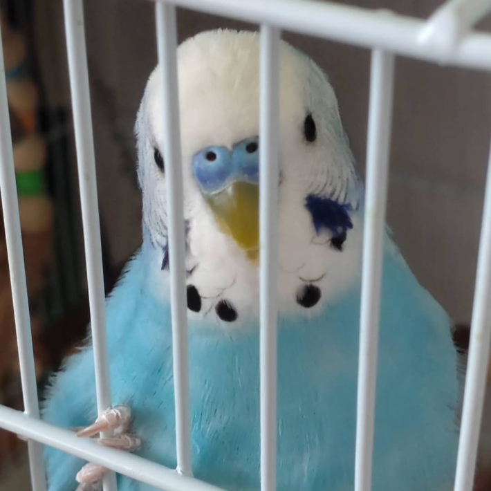 インコ