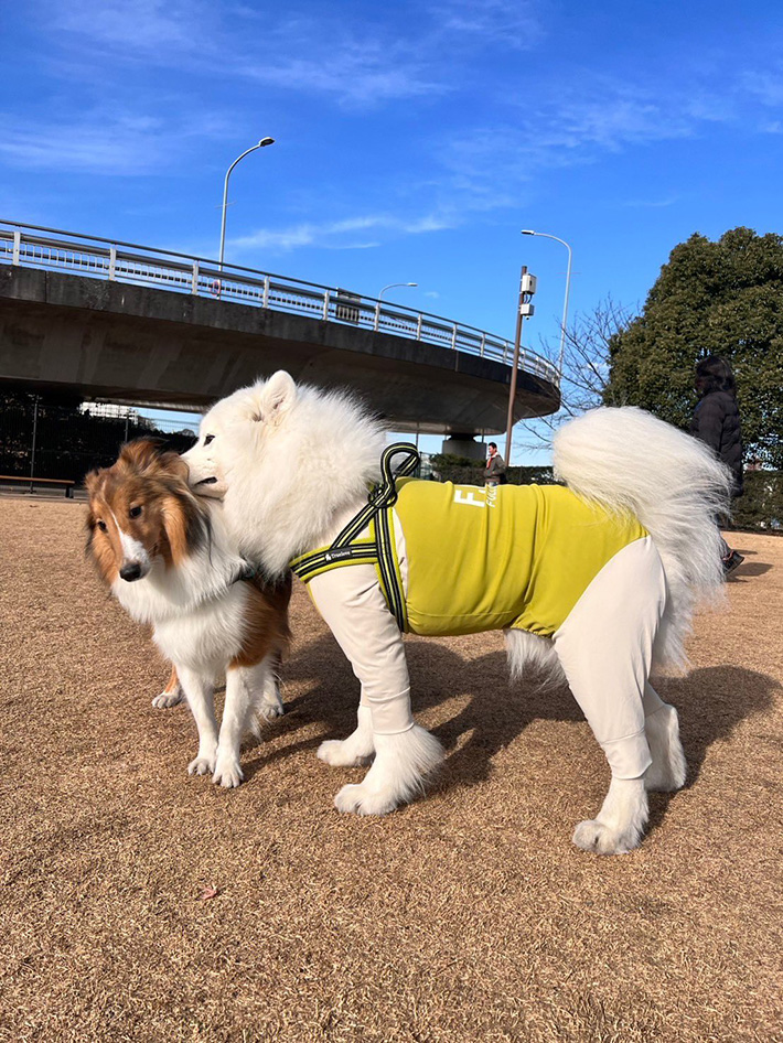 サモエドの写真