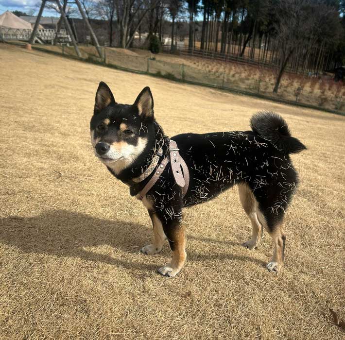 柴犬の写真