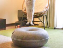 猫の写真