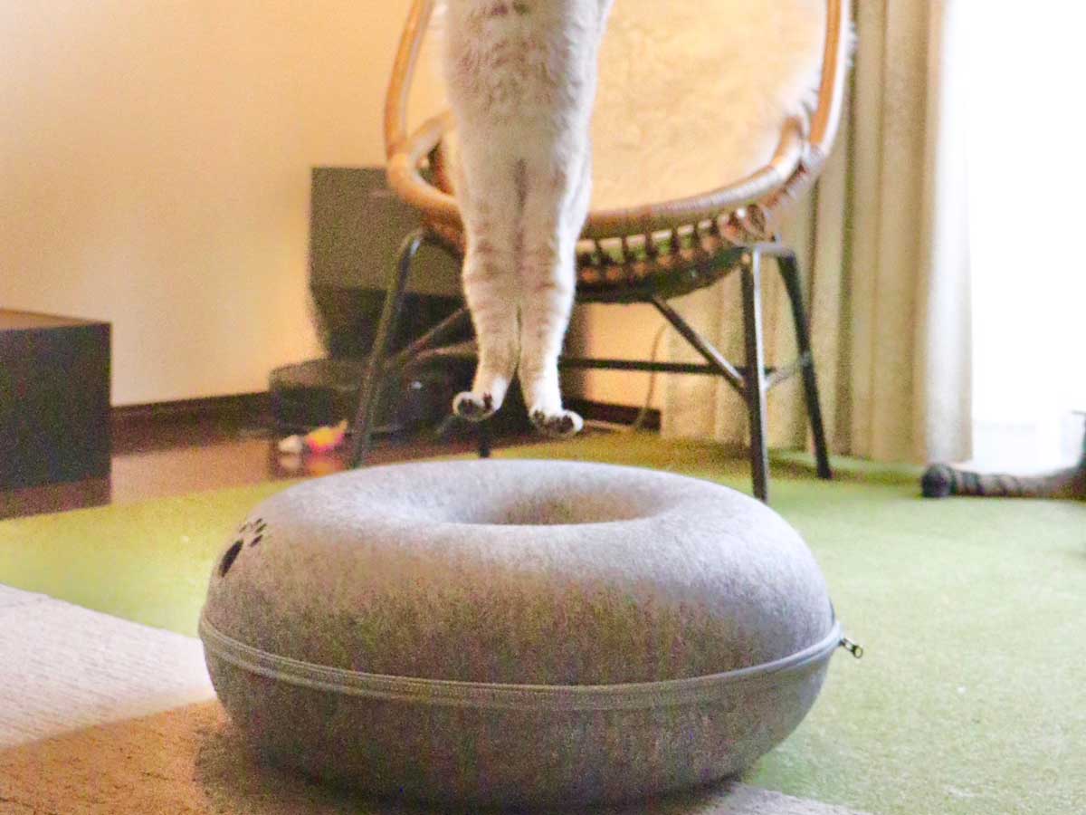 猫の写真