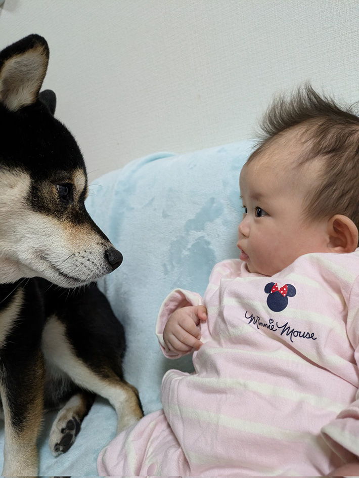 赤ちゃんと柴犬